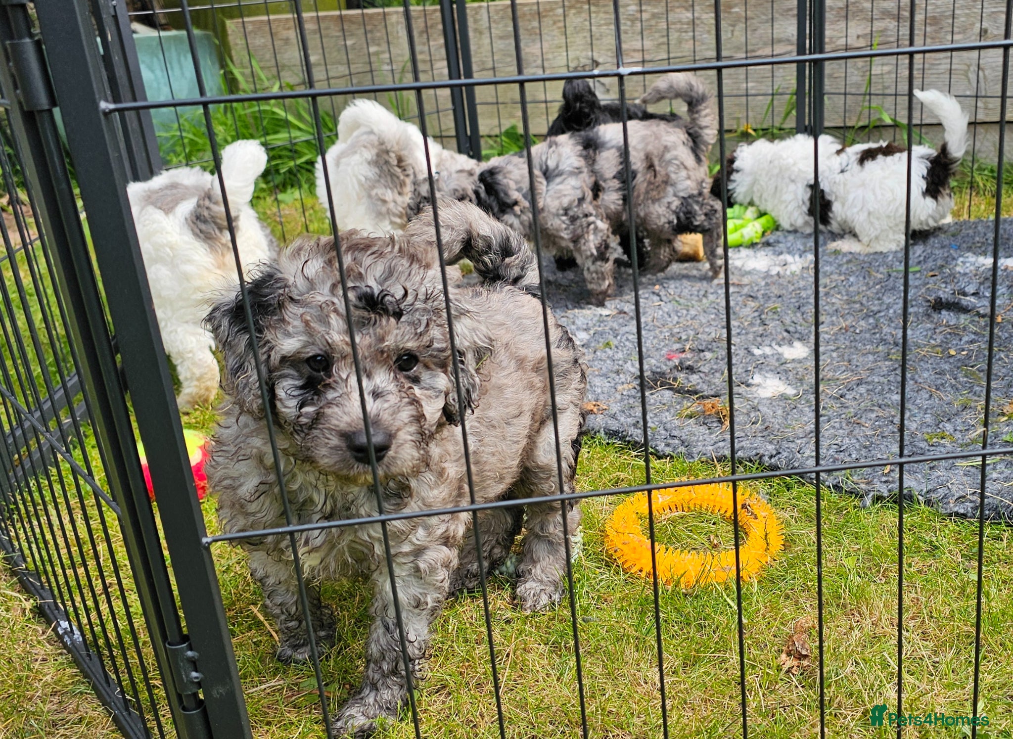 Cockapoo dogs Ready Now - Quality F1b Cockapoos - Advert 14