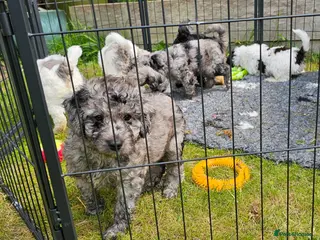 Cockapoo dogs Ready Now - Quality F1b Cockapoos - Advert 5