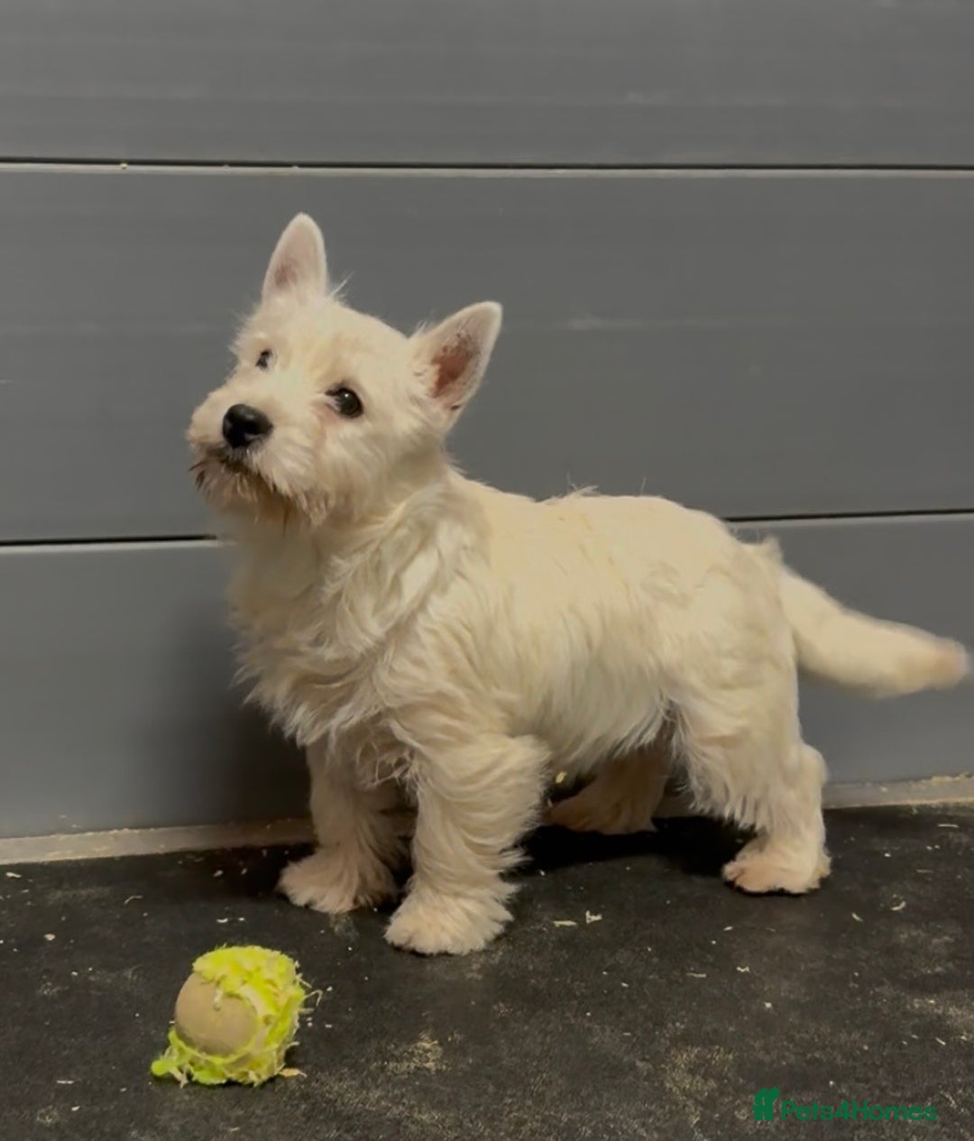 West Highland Terrier dogs for sale: West Highland Terrier pups Dad show bloodlines - Advert 5