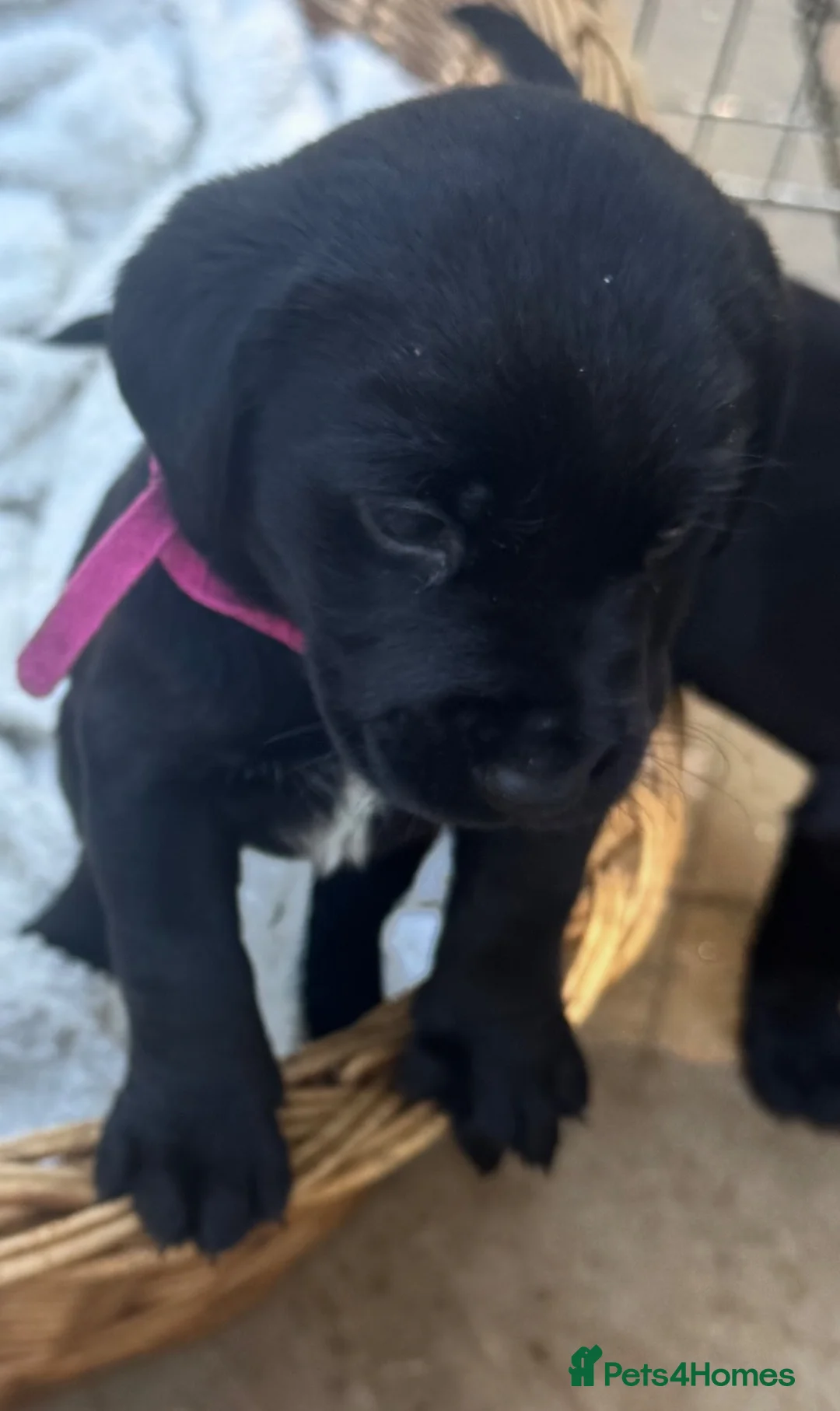 Labrador Retriever dogs for sale: Labrador Puppies 🐾 - Advert 17
