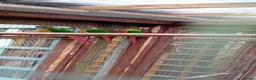 Conures birds for sale: Blackhead green cheek conures - Advert 2