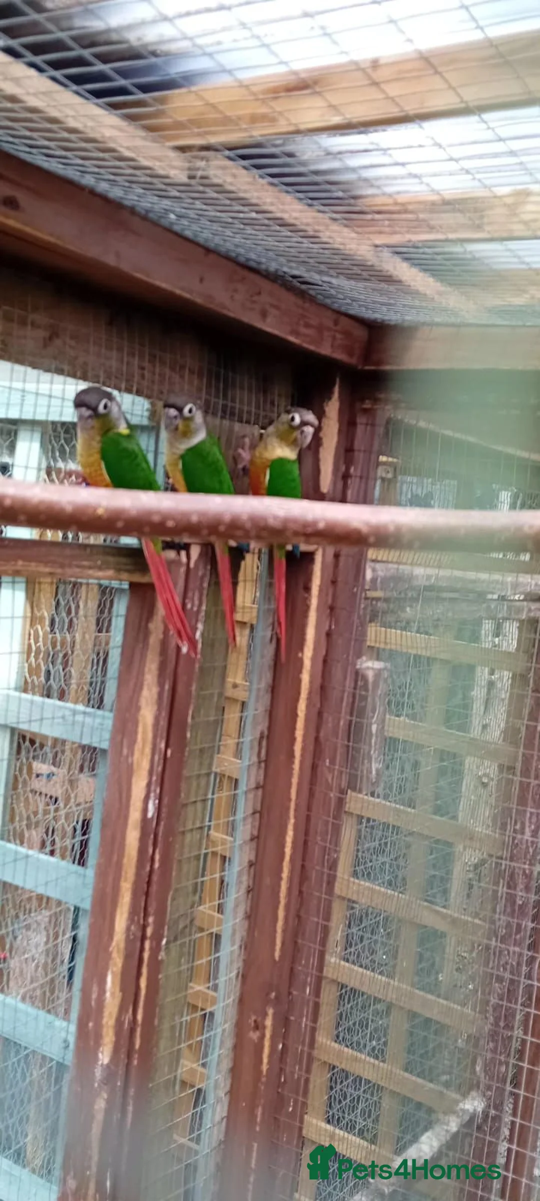 Conures birds for sale: Blackhead green cheek conures - Advert 2