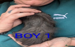 Guinea Pig rodents for sale: Little boy piggies - Image 3