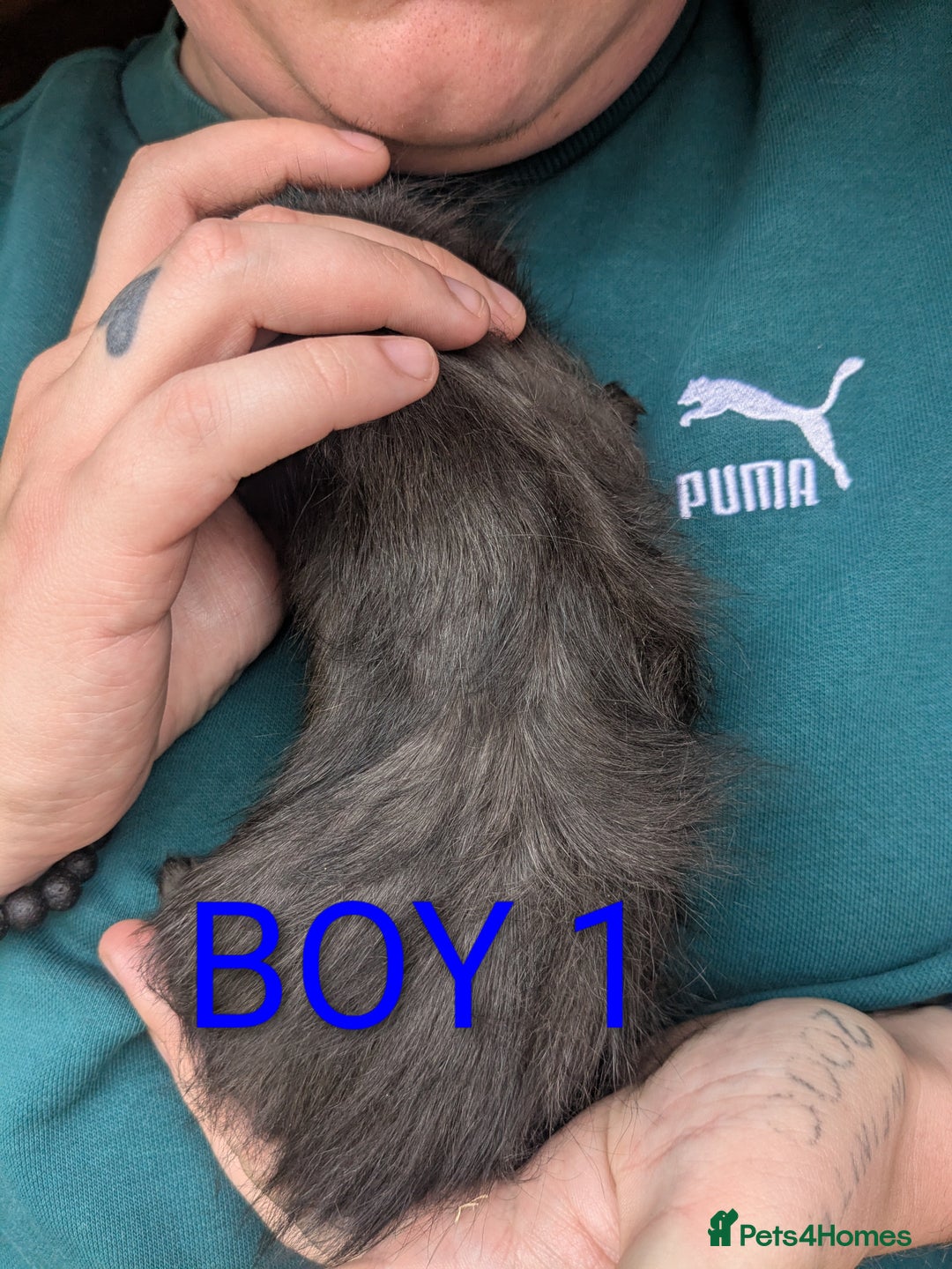 Guinea Pig rodents for sale: Little boy piggies - Image 3