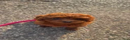 Cavapoo dogs for sale: Licensed breeder,dna clear red tiny cavapoo pups  - Advert 25