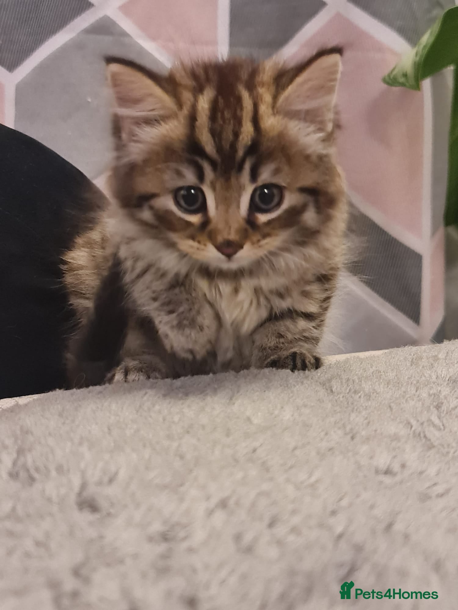 Mixed Breed cats Male kitten For Sales  - Advert 1