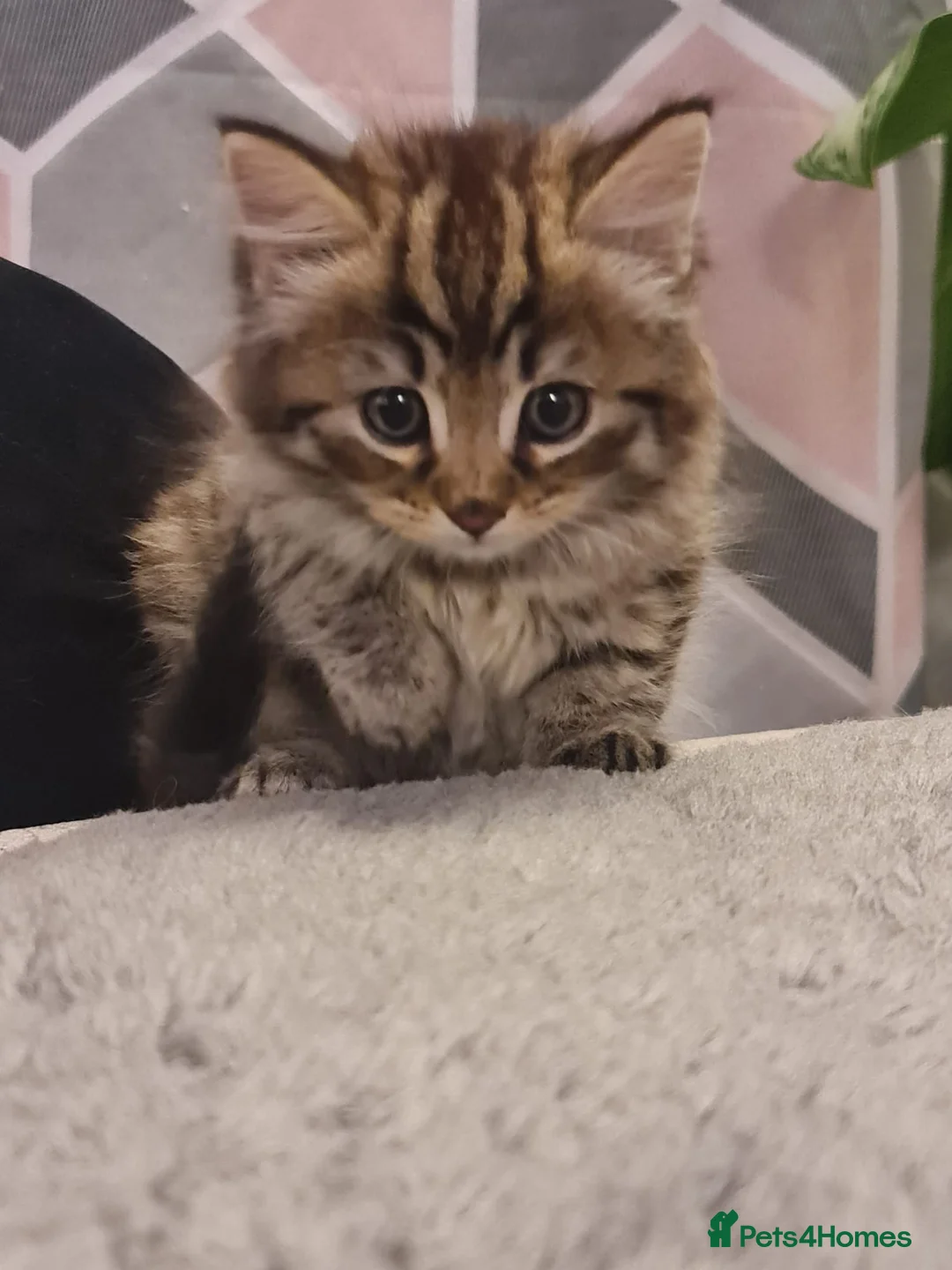 Mixed Breed cats for sale: Male kitten For Sales  - Advert 1