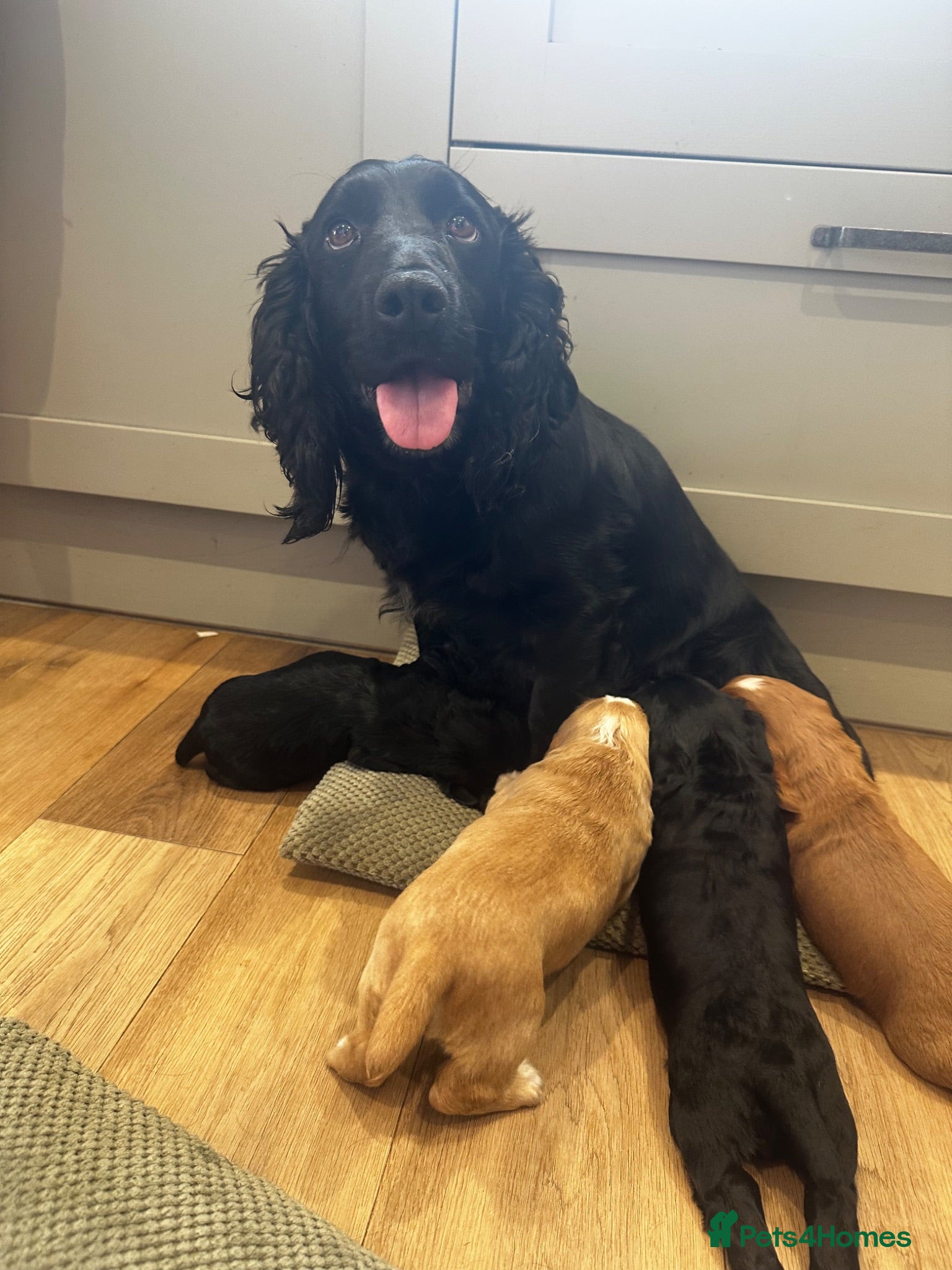 Cocker Spaniel dogs Outstanding Pedigree Cockers - Advert 4