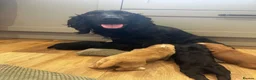 Cocker Spaniel dogs for sale: Outstanding Pedigree Cockers - Advert 1