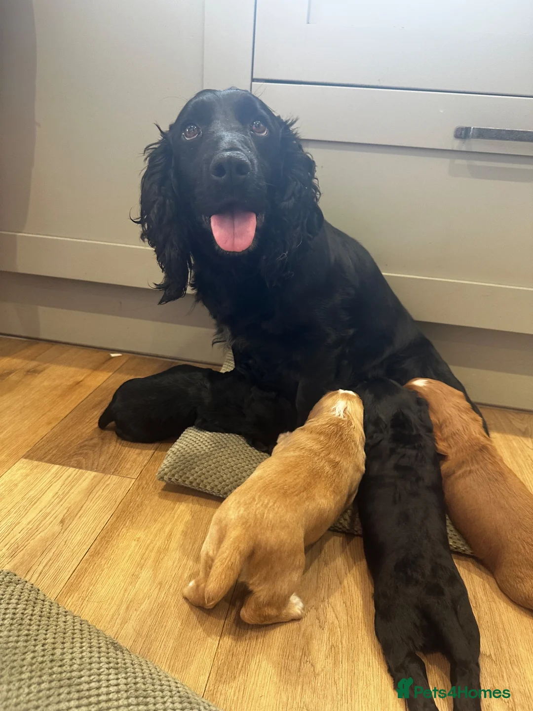 Cocker Spaniel dogs for sale: Outstanding Pedigree Cockers - Advert 1