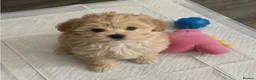 Maltipoo dogs for sale: Beautiful small maltipoos - Advert 4