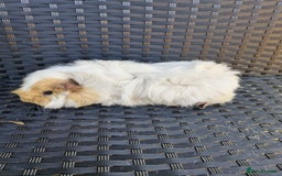 Guinea Pig rodents for sale: Two female Guinea Pigs 1 and 2 years old - Image 3