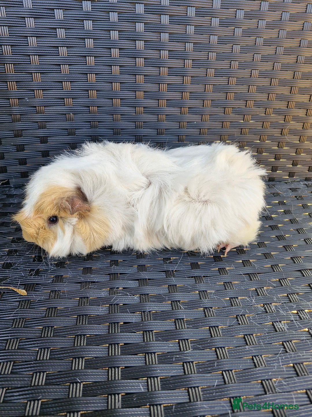 Guinea Pig rodents for sale: Two female Guinea Pigs 1 and 2 years old - Image 3
