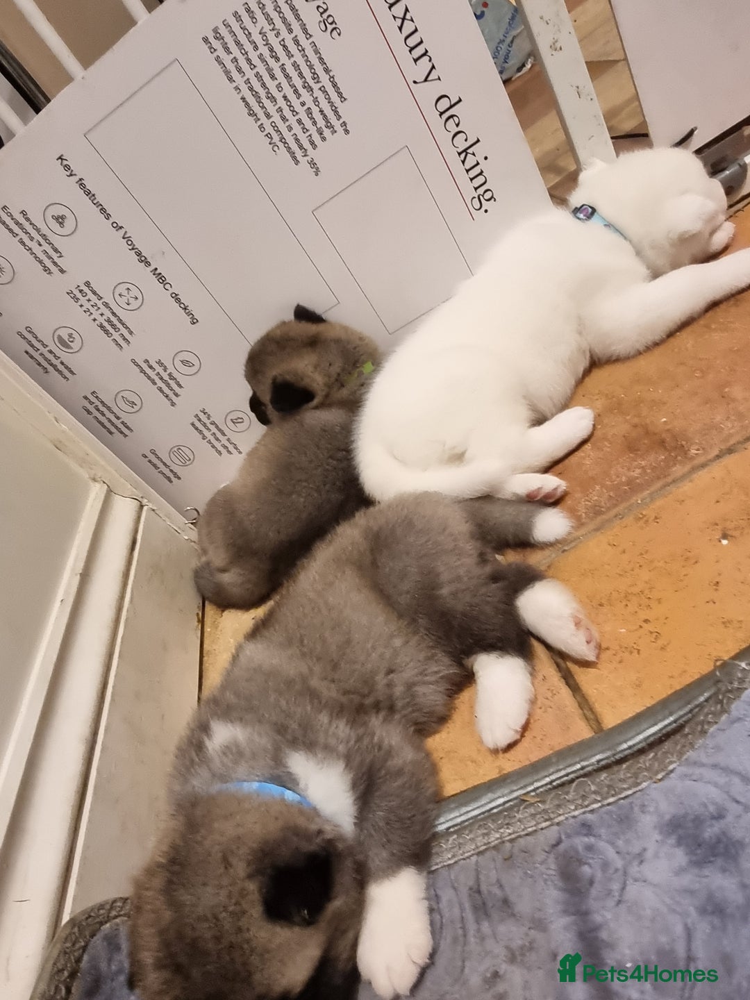 Akita dogs for sale: Akita puppies ready 7th December - Advert 12