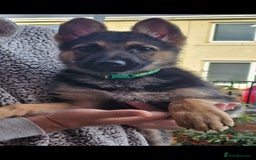 German Shepherd dogs for sale: KC German Shepherd pups LAST 2 BOYS! - Image 40