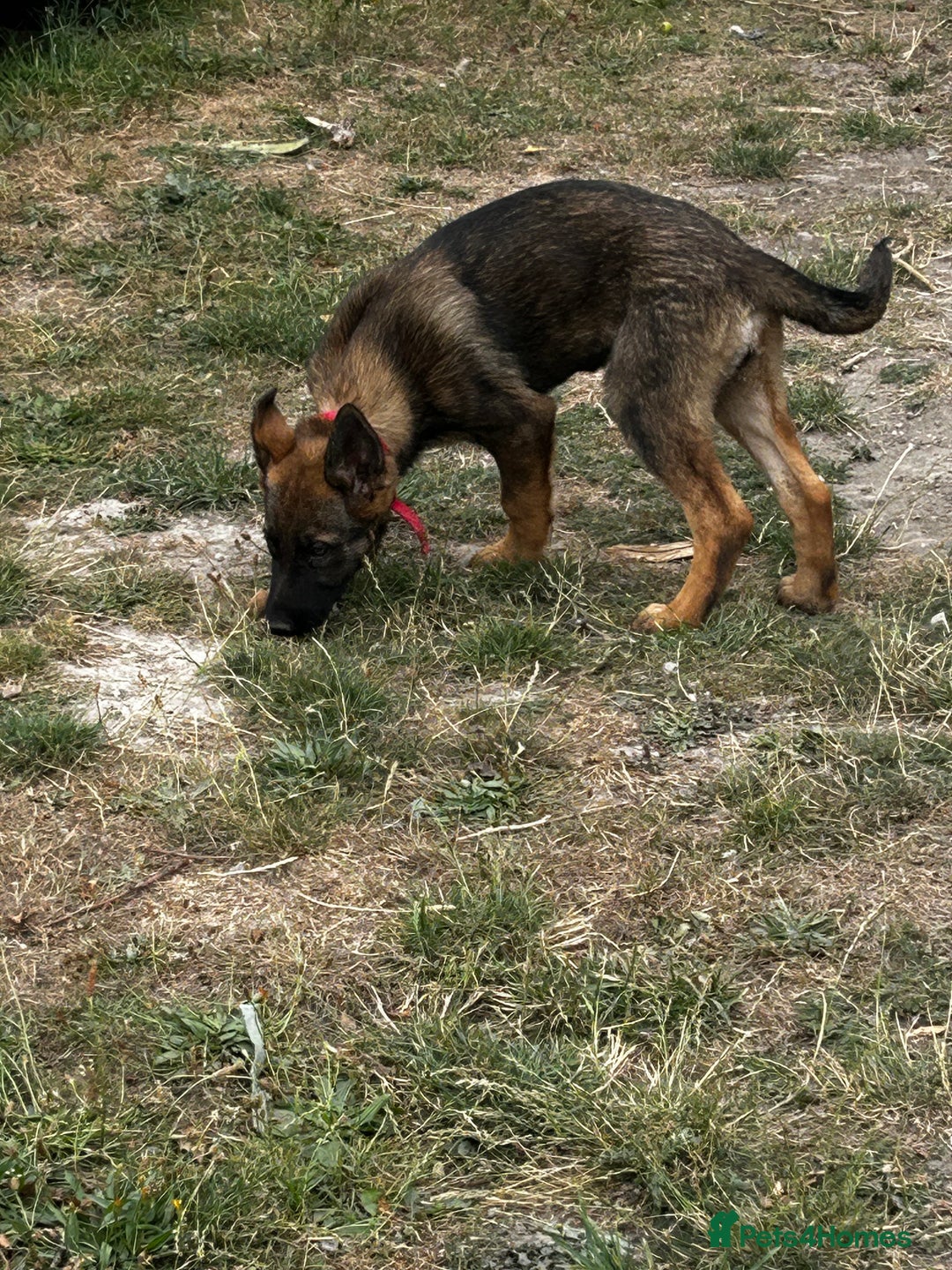 German Shepherd dogs for sale: German shepherd puppies looking for a new home  in Cambridge - Image 22