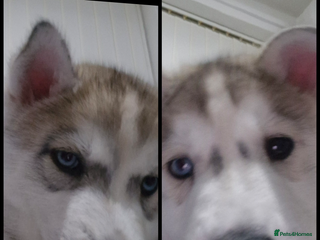 Siberian Husky dogs 💙2 husky pups left, REDUCED💙 - Advert 15