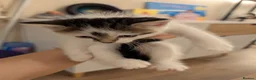 Mixed Breed cats for sale: Five Beautiful Female Kittens in Oxford - Advert 3