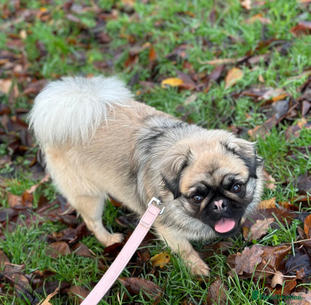 Pug dogs for sale: Fluffy pug pink carrier possible husky carrier  - Advert 1