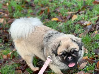 Pug dogs Fluffy pug pink carrier possible husky carrier - Advert 1