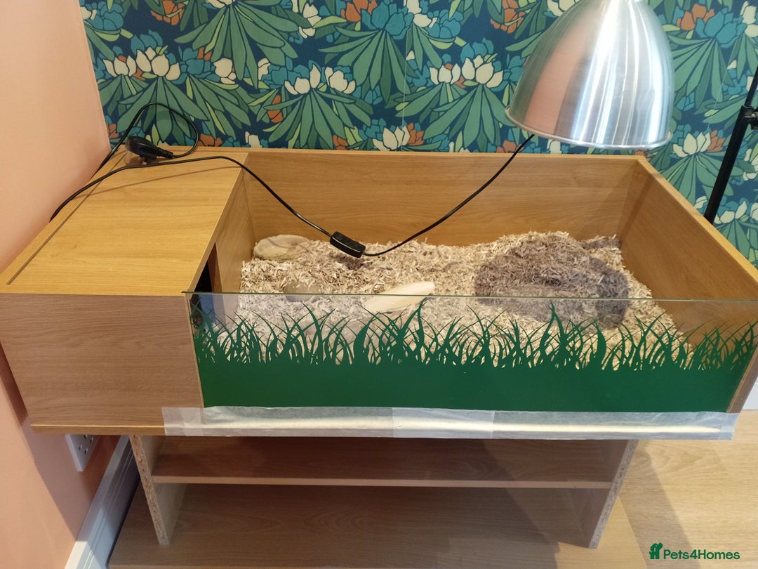 Hermann Tortoise reptiles for sale: Hermann Tortoise with enclosure - Image 5