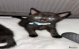 Maine Coon cats for sale: 2 boys for sale  - Image 13