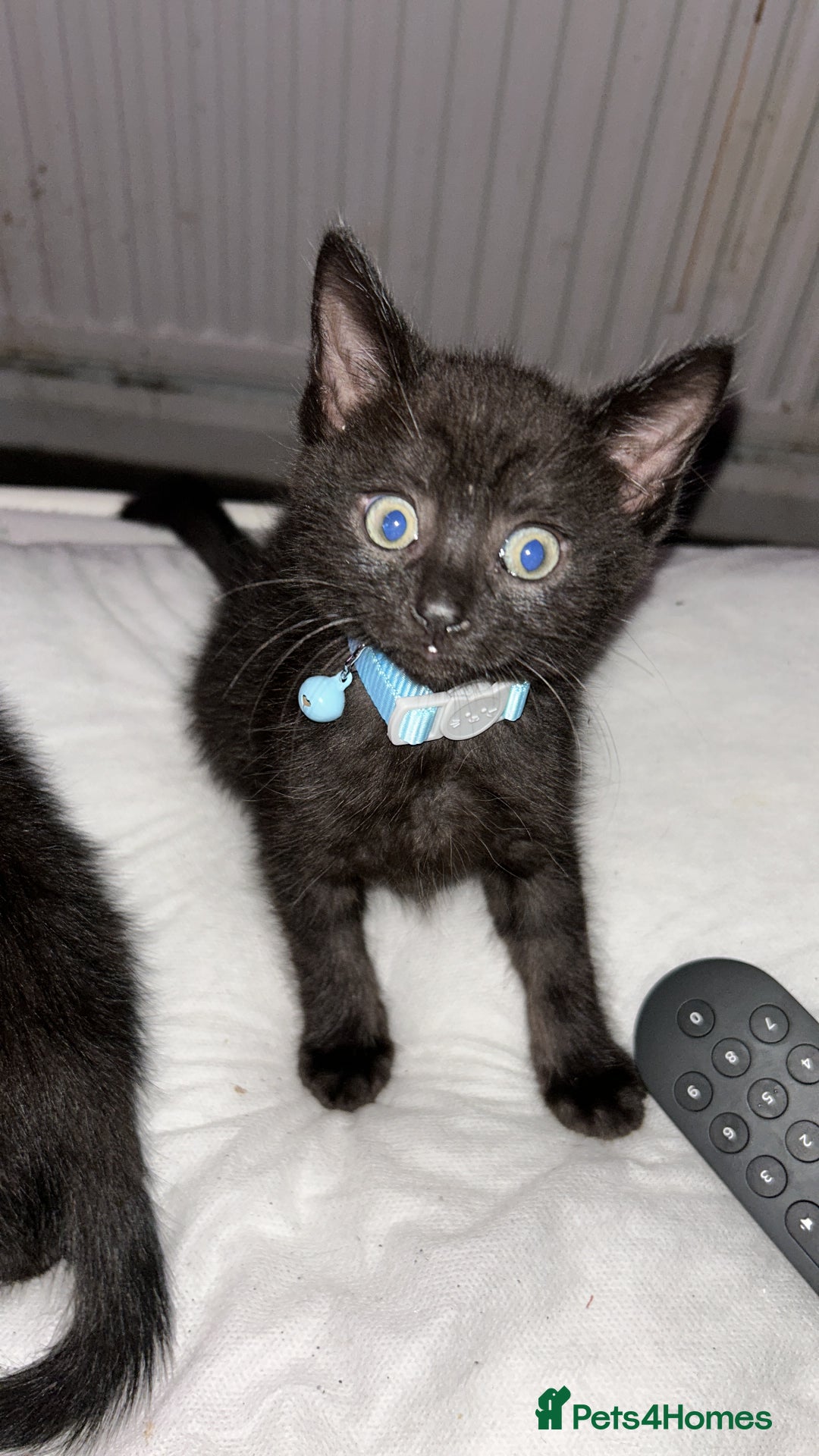 Maine Coon cats for sale: 2 boys for sale  - Image 13