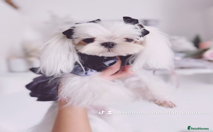 Maltese dogs - Advert 3