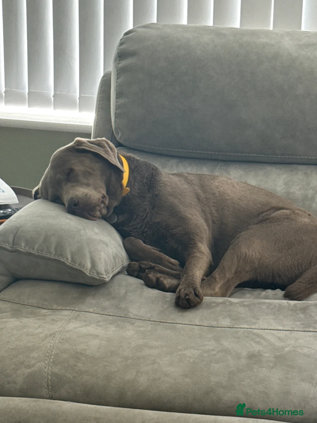 Labrador Retriever dogs for sale: Beautiful silver Labrador puppies due this month in Whitstable - Advert 4