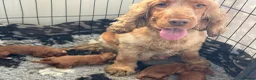 Cockapoo dogs for sale: Red F1 Cockapoo’s - Advert 5