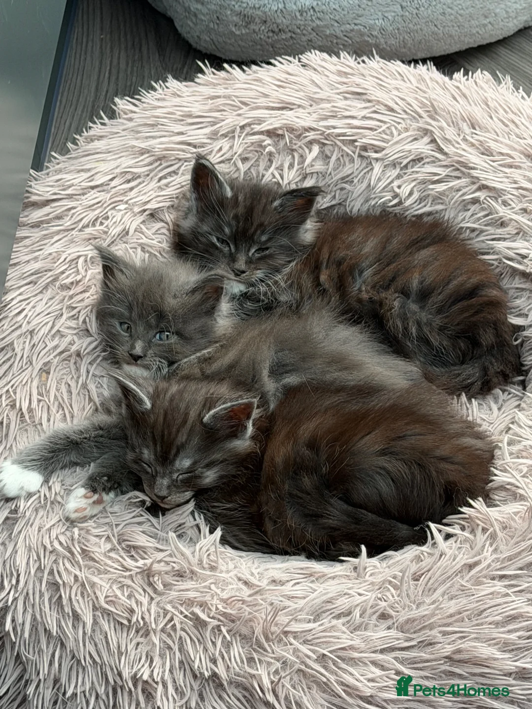Maine Coon cats for sale: Main coon kittens  - Advert 12