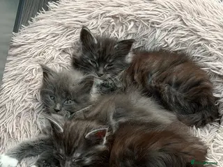 Maine Coon cats Main coon kittens - Advert 1