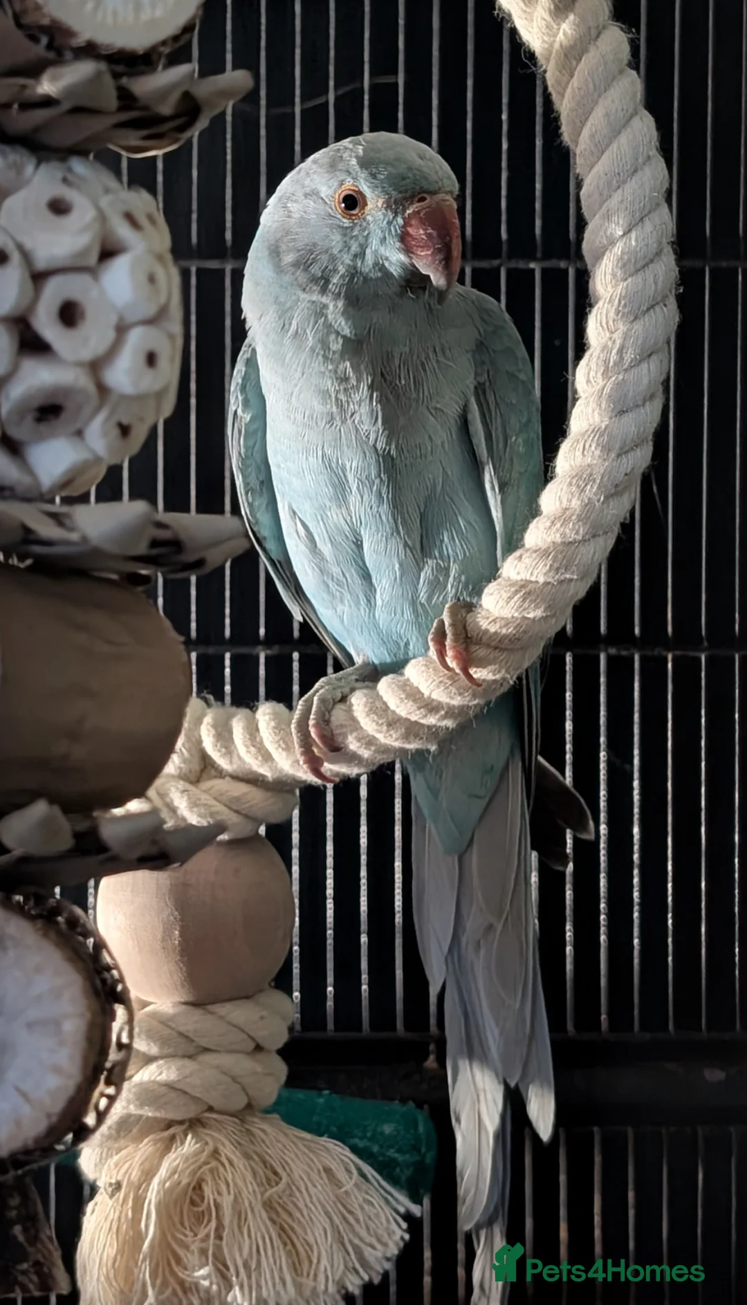 Ringnecks birds for sale: Indian ring neck - Stitch in Cambridge - Advert 1