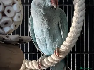 Ringnecks birds Indian ring neck - Stitch - Advert 1