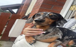 Miniature Dachshund dogs for sale: Miniature dachshund  - Image 5