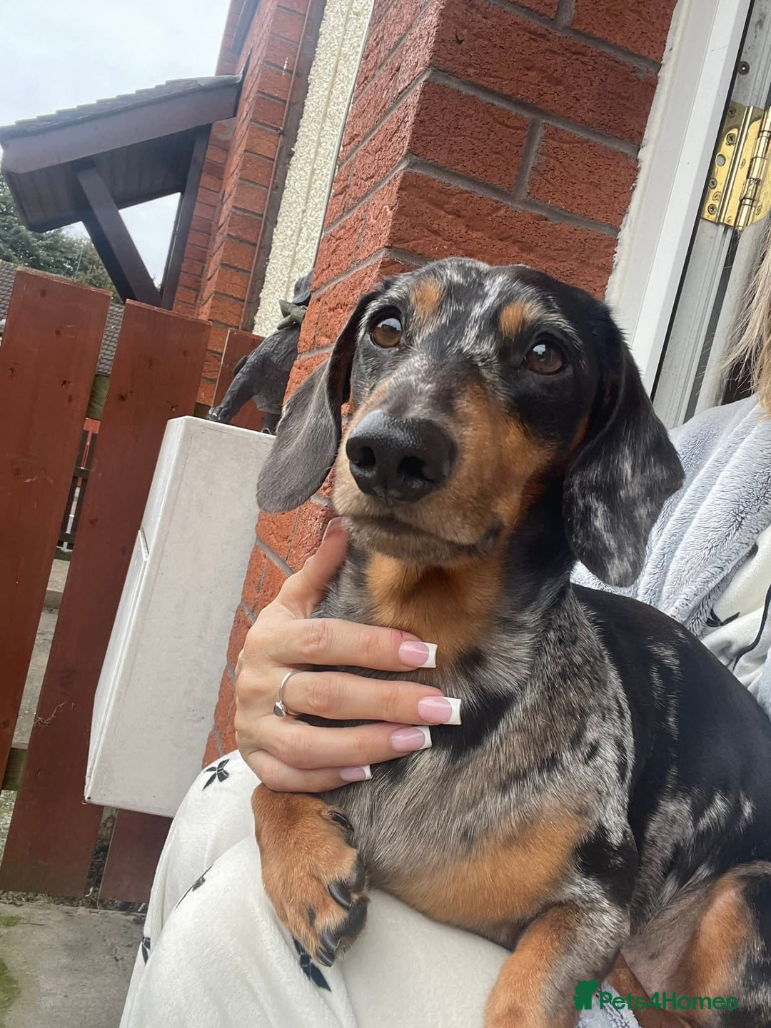 Miniature Dachshund dogs for sale: Miniature dachshund  - Image 5