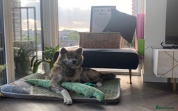 Japanese Akita Inu dogs for sale: Beautiful brindle Japanese Akita  - Image 2