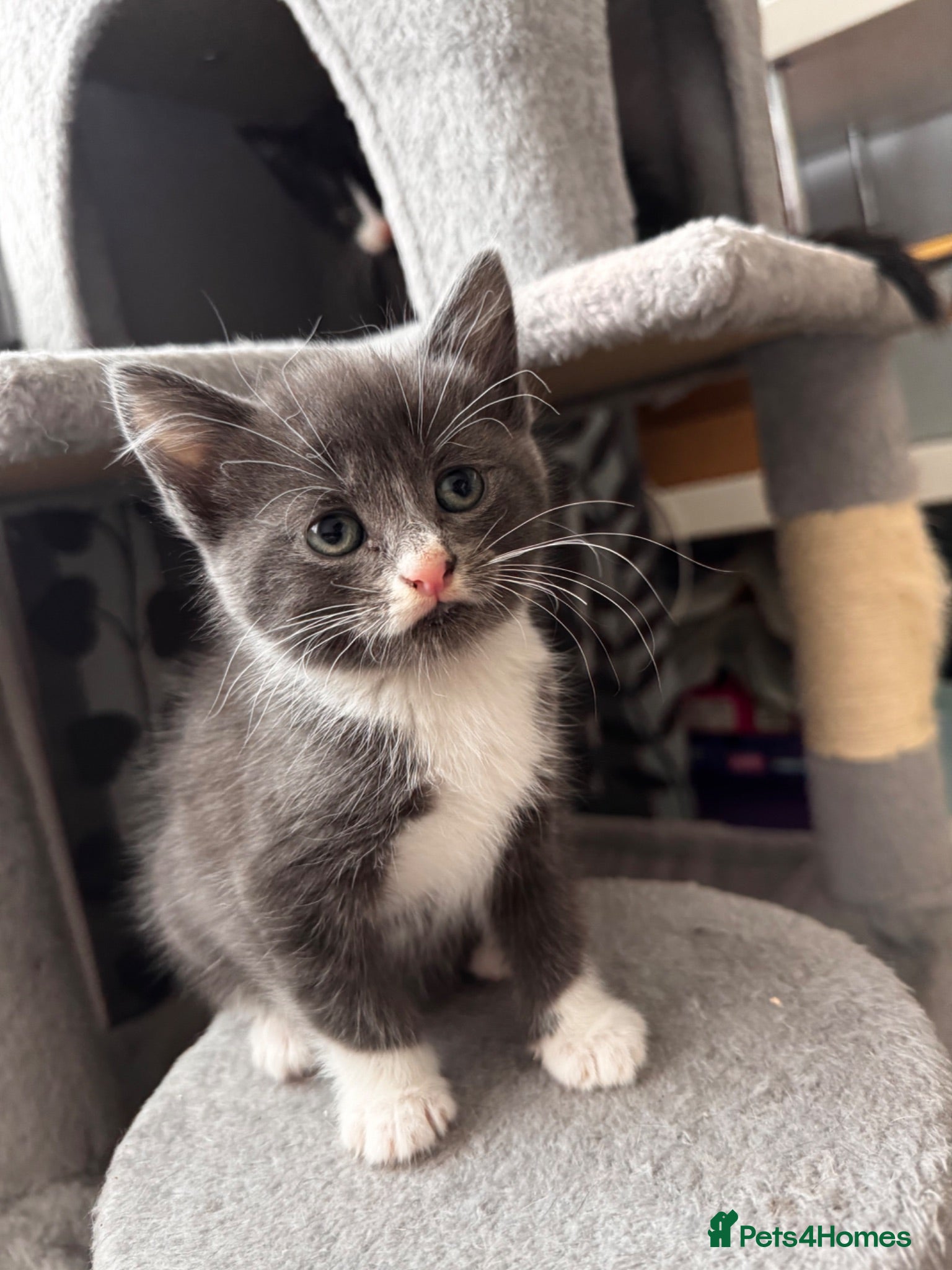 Mixed Breed cats 😻😻😻BEAUTIFUL KITTENS😻😻😻 - Advert 1
