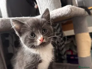 Mixed Breed cats 😻😻😻BEAUTIFUL KITTENS😻😻😻 - Advert 1