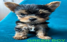 Yorkshire Terrier dogs for sale: Baby face mini pedigree YORKIE pups - Image 12