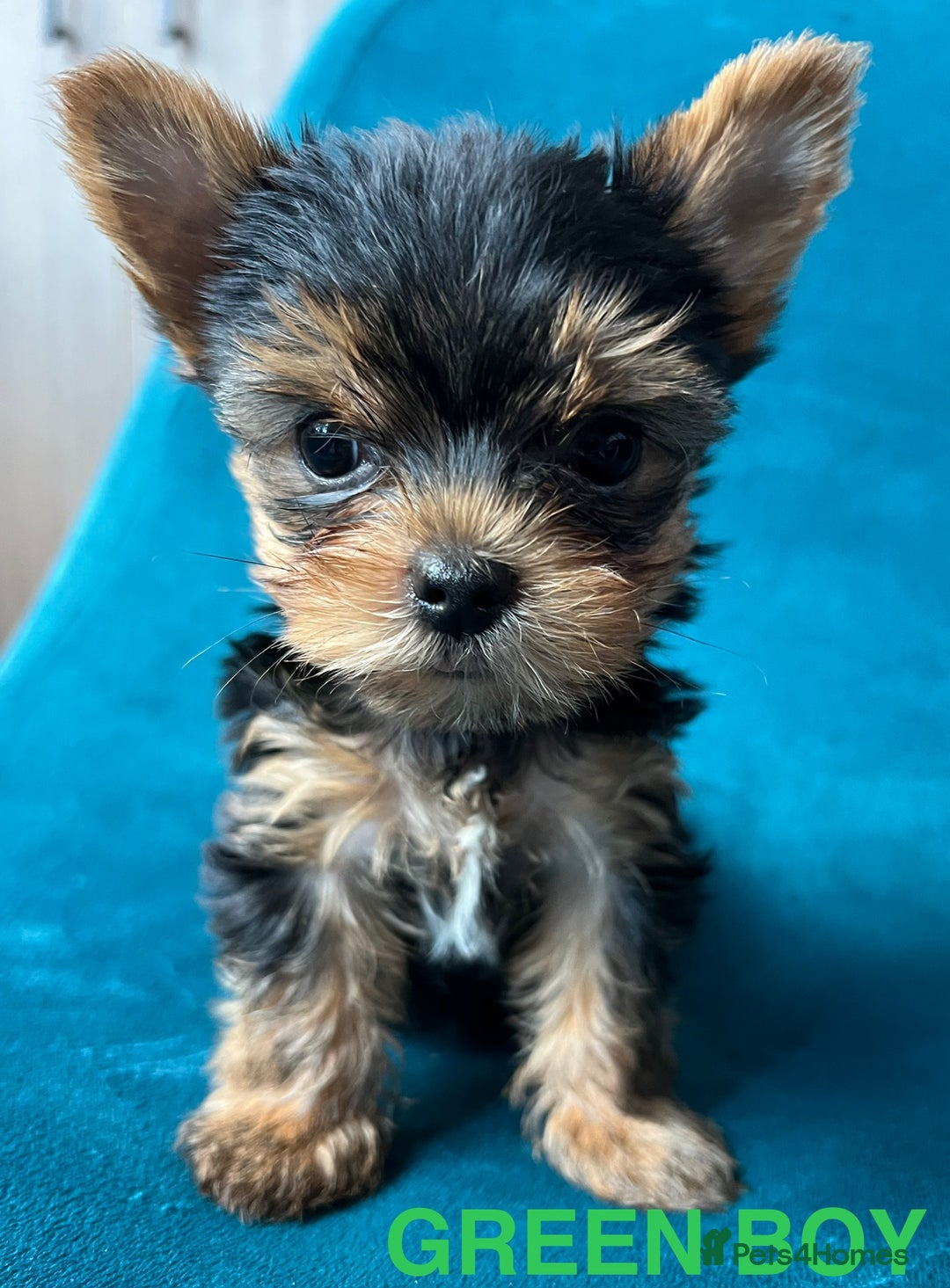 Yorkshire Terrier dogs for sale: Baby face mini pedigree YORKIE pups - Image 12