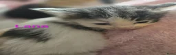 Siberian cats for sale: Adorable Siberian kittens - Advert 26