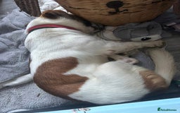 Basset Hound dogs for adoption: Diego - Badersfield Norfolk  - Image 9