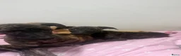 Whippet dogs for sale: WHIPPET PUPPIES  - Advert 27