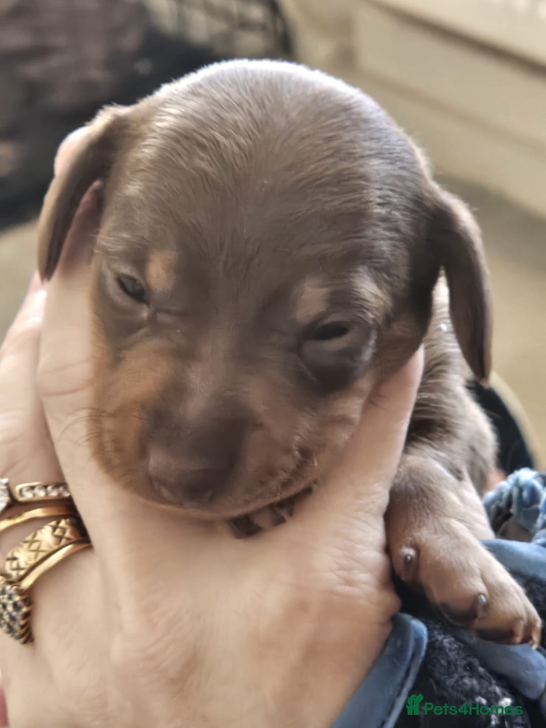 Dachshund dogs for sale: Dachshand girls for sale  - Advert 6