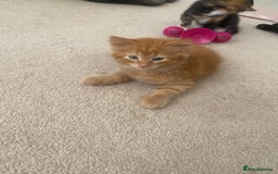 Mixed Breed cats for sale: Forever home 🙏🏻 - Image 7