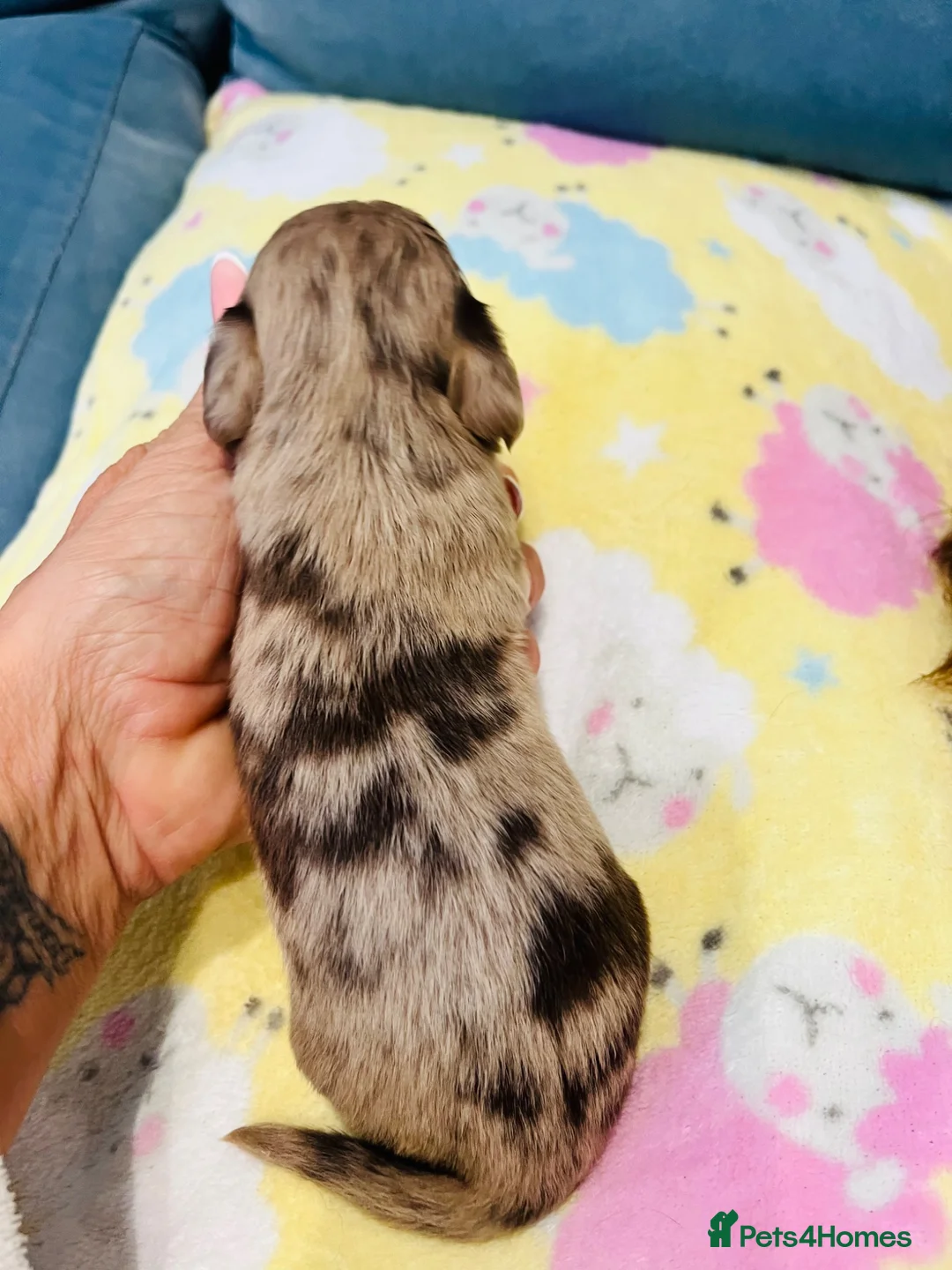 Miniature Dachshund dogs for sale: Mini long haired KC PRA clear health tested baby  in Maidstone - Advert 12