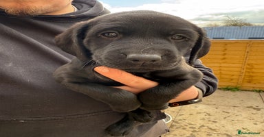 Labrador Retriever dogs - Advert 2