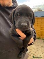 Labrador Retriever dogs - Advert 2