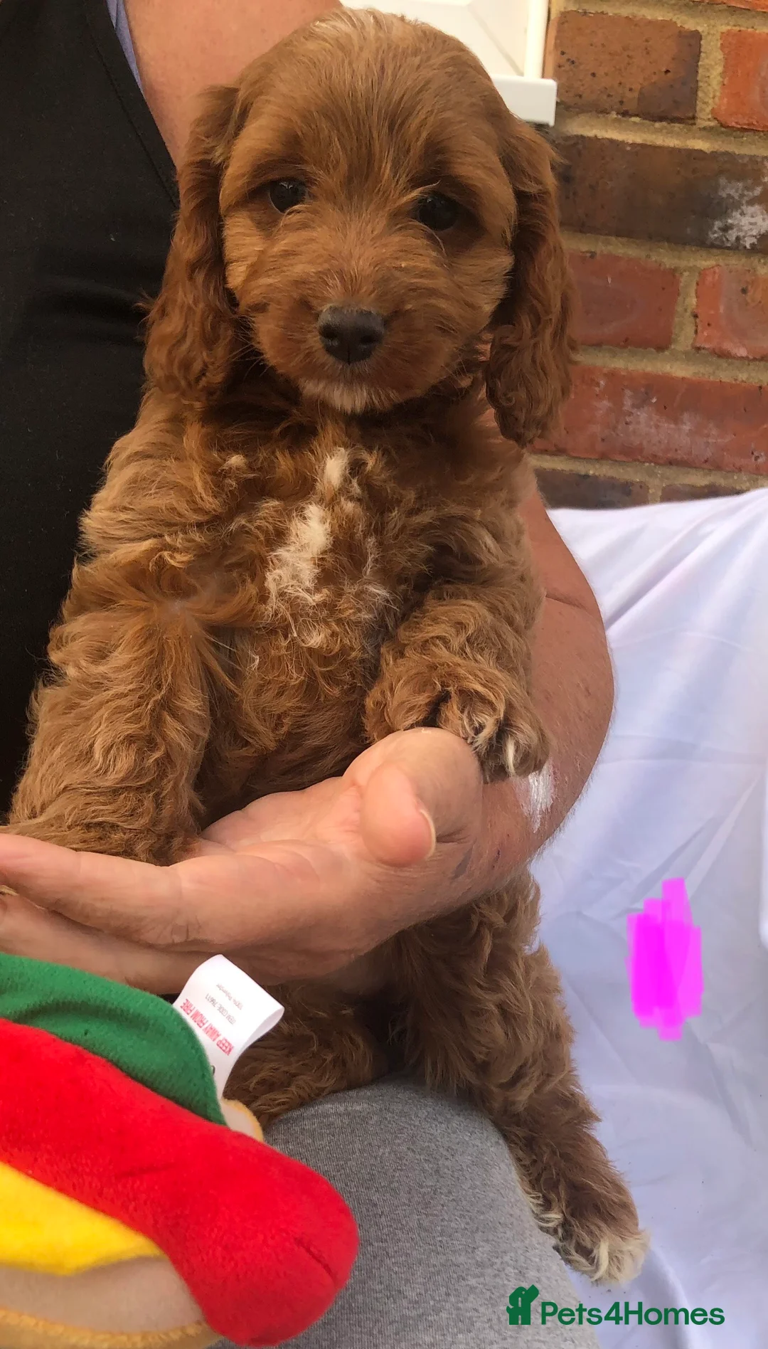 Cockapoo dogs for sale: Cockerpoo Puppies For Sale  - Advert 2